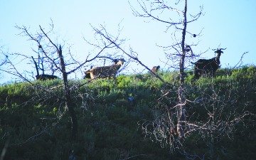 Κάθειρξη δέκα ετών για τα τέσσερα κατσίκια που έσφαξαν