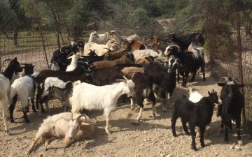 Μήνυση κατά κτηνοτρόφου που παραβίασε παγίδα σύλληψης ανεπιτήρητων του Δήμου Ρόδου   