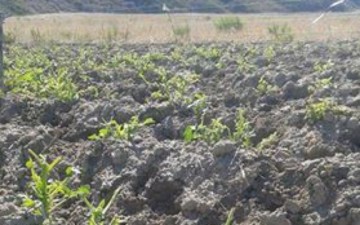 Σε απόγνωση οι γεωργοί στη Νότια Ρόδο