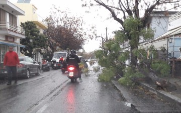 Μόλις ξεκίνησε η βροχή στη Ρόδο, κατέρρευσε κλώνος δέντρου στη Θ. Σοφούλη! 