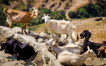 Καταδικάστηκαν δύο αδέλφια για την κλοπή κατσικιών από αγρόκτημα στη Ρόδο
