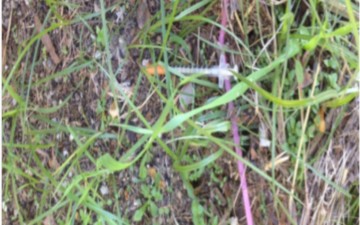 Διάσπαρτες  οι χρησιμοποιημένες  σύριγγες δίπλα σε σχολεία