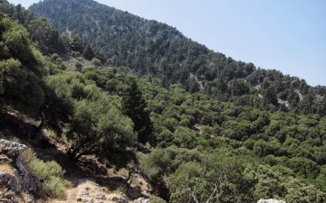 Μπορούν να πρασινίσουν τα φαλακρά  βουνά σε όλο το νησί της Ρόδου;