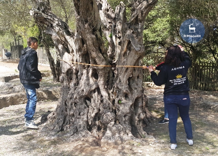 Μετρώντας την ηλικία των δέντρων-φύλλο εργασίας στην ιστορική μονή Παναγίας Καλόπετρας Θολού με το 1ο ΓΕΛ Κω