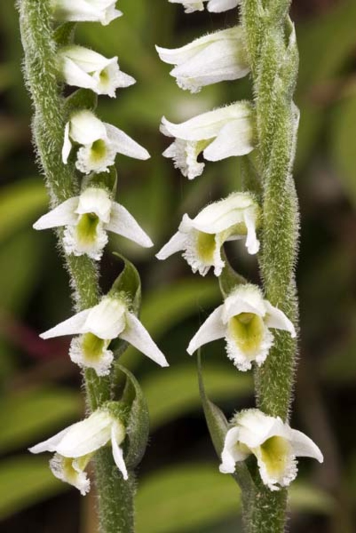 Ophrys spiralis