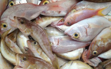 Τα ψάρια «αντίδοτο»  για υψηλή χοληστερίνη, τριγλυκερίδια