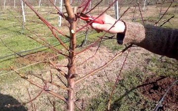 Ιανουάριος: Το  ημερολόγιο του Ροδίτη αγρότη και κηπουρού 