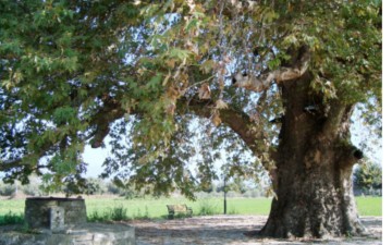 Ο Πλάτανος γράφει τη δική του ιστορία...