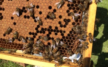 Ξεκίνησαν οι αιτήσεις για το πρόγραμμα βελτίωσης των προϊόντων μελισσοκομίας