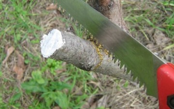 Χωρίς την άδεια του Δήμου Ρόδου το κλάδεμα δέντρων στην οδό Γαριβάλδη