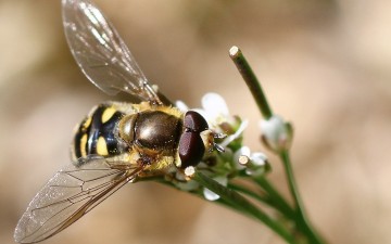 Το πρώτο και μοναδικό μουσείο Μέλισσας της Ελλάδας και οι “χρυσές μέλισσες”