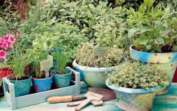 Βότανα της παραδοσιακής  Ελληνικής διατροφής!