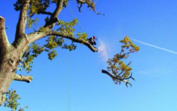 Ροδίτικη εταιρεία ειδική  στο κλάδεμα υψηλών –  επικίνδυνων δέντρων