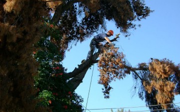 Πεντάγνωμος, τρελο-μάρτης, γδάρτης και… κακός παλουκοκαύτης!