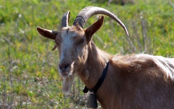 Πέντε άτομα στο εδώλιο  για το κυνήγι ενός τράγου!