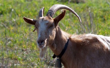 Αθωώθηκαν και οι πέντε για την υπόθεση του τράγου