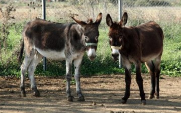 Θα δικαστούν δύο αδέλφια  για την κλοπή γαϊδουριών