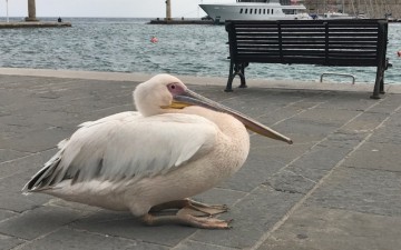 Κουράστηκε ο πελεκάνος  και έκανε στάση στο Μανδράκι