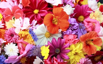 Η γιορτή  λουλουδιών  στον Άγιο Σουλά