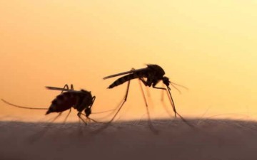 Εγκύκλιος προς ΟΤΑ: Τι μέτρα  να πάρετε για τα κουνούπια