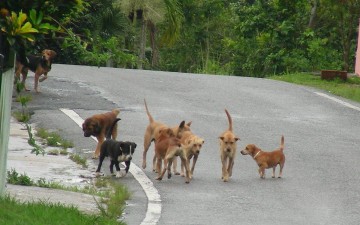 Ρόδος: Δωρεάν στειρώσεις  σκυλιών θα γίνουν  το Μάιο από εθελόντρια