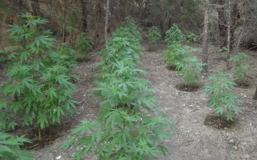 Θα δικαστεί Βούλγαρος  για χασισοφυτεία στη Θολό