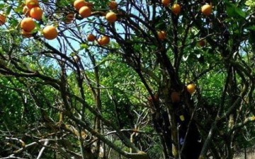 Ξεσηκώθηκαν οι Αρχαγγελίτες για την καταστροφή του Αίθωνα