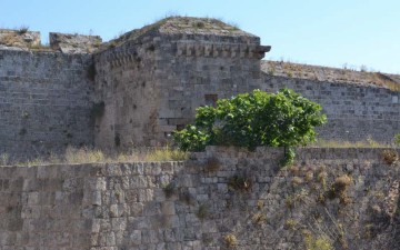 Μέχρι και συκιές έχουν φυτρώσει  στα τείχη της Μεσαιωνικής Πόλης Ρόδου