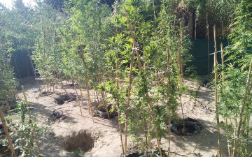 Στο εδώλιο 33χρονος για την φυτεία χασισόδενδρων στη Μαλώνα