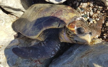 Απεγκλωβίστηκε η χελώνα που σφηνώθηκε στα βράχια