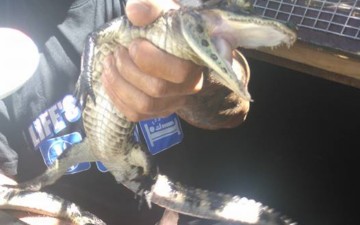 Κατασχέθηκαν στη Ρόδο 400 παπαγαλάκια, 12 φίδια και 5 αλιγάτορες