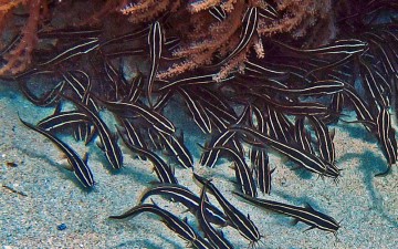 Νέες αφίξεις από δηλητηριώδη ψάρια στο Αιγαίο