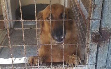Φράκαρε το κυνοκομείο της Ρόδου