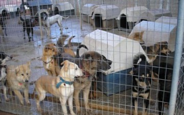 Θα κατατεθούν μηνύσεις για την εγκατάλειψη ζώων