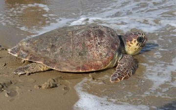 Βρέθηκε νεκρή  χελώνα στην Κω