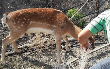 Στελέχη του Δασαρχείου απελευθέρωσαν ελαφάκι