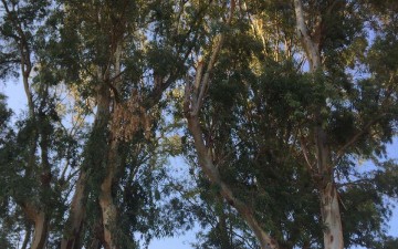 Καταρρέουν οι ευκάλυπτοι στα Κολύμπια!