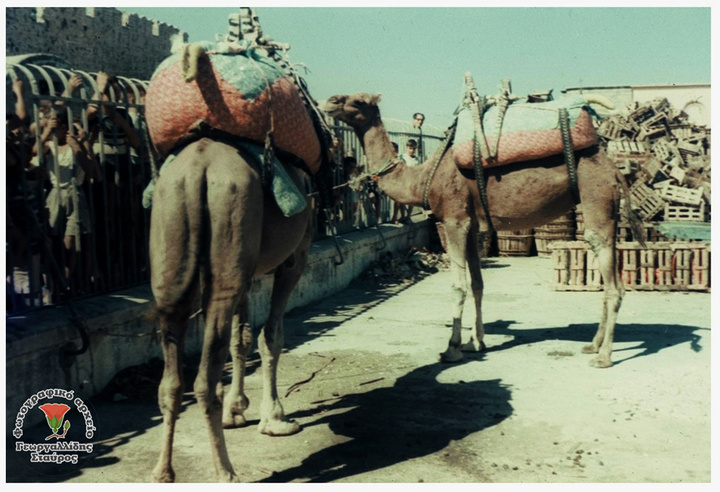 Όταν ο Πετρίδης έφερε τις καμήλες στο λιμάνι της Ρόδου