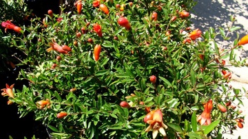 Πουνική η ροιά (Punica granatum)