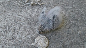 Γκιωνάκια στο ΕΠΑΛ Σύμης! (φωτορεπορτάζ)