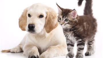 Ενισχύονται δημοτικές δομές για φροντίδα αδέσποτων ζώων