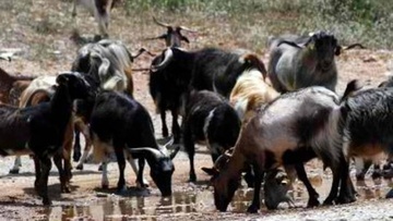 Θα σταλούν τρεις κτηνίατροι στα Δωδεκάνησα