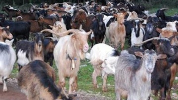 Πρέπει να γίνει το σφαγείο στην Κάσο