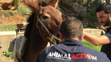 GAWF/Animal Action: Ετήσια δράση φροντίδας ιπποειδών στην Κάλυμνο
