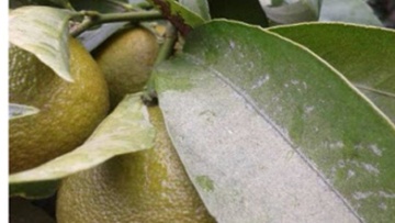 Ο καστανός τετράνυχος «χτυπά» και  προσβάλλει και τα εσπεριδοειδή στη Ρόδο