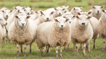 Κατηγορούνται ότι έκλεψαν  τα πρόβατα που είχαν πουλήσει!