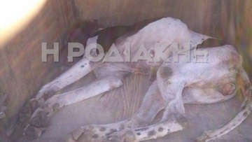 Καταδικάστηκε κτηνοτρόφος της Ρόδου για το θάνατο κυνηγόσκυλου