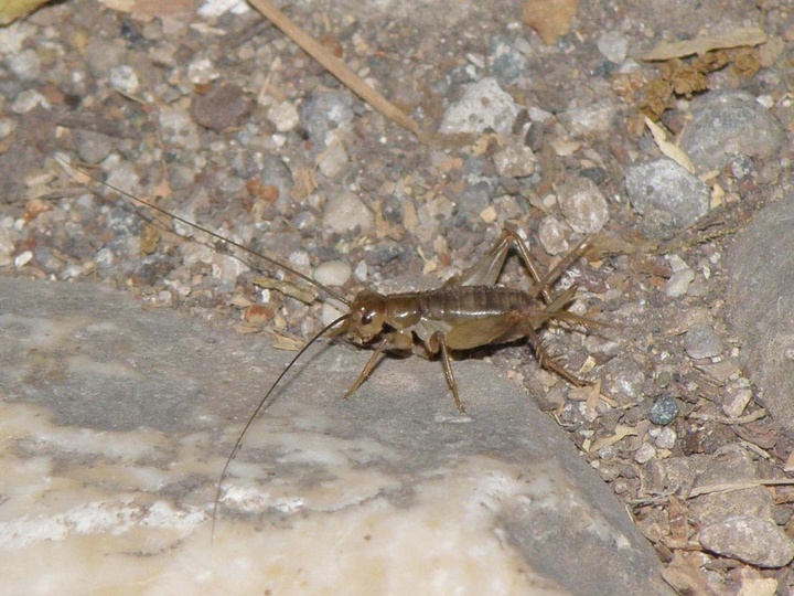 Ovaliptila rhodos, φωτογραφία Σ. Αλεξίου