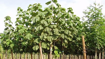 Μερικές αλήθειες για το είδος ξύλου Paulownia (παυλώνια ή παουλώνια)
