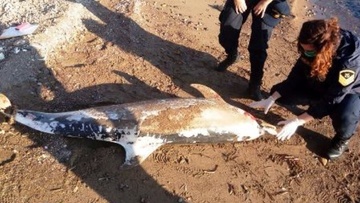 Δελφίνι ξεβράστηκε νεκρό σε παραλία της Πάτμου